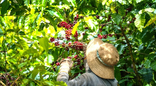 Training Gia Lai localities on sustainable coffee production